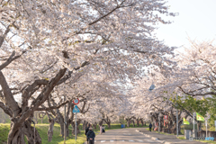 桜のトンネル