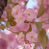 八重桜2