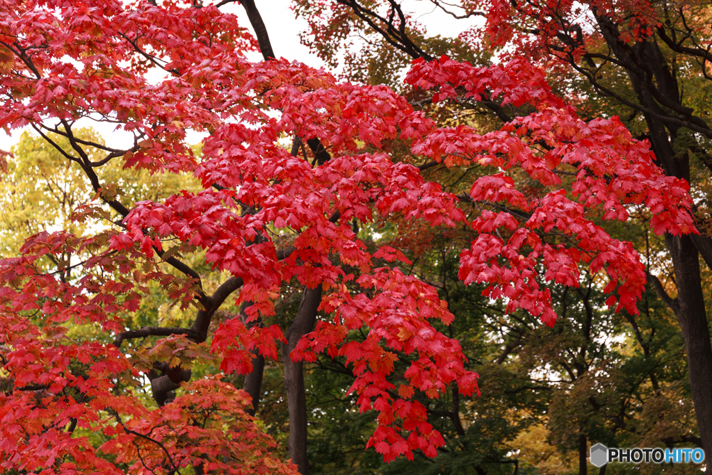 紅葉Ⅱ