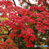 紅葉Ⅱ
