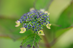 庭の紫陽花