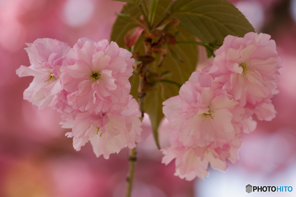 八重桜