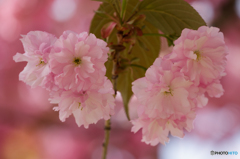 八重桜