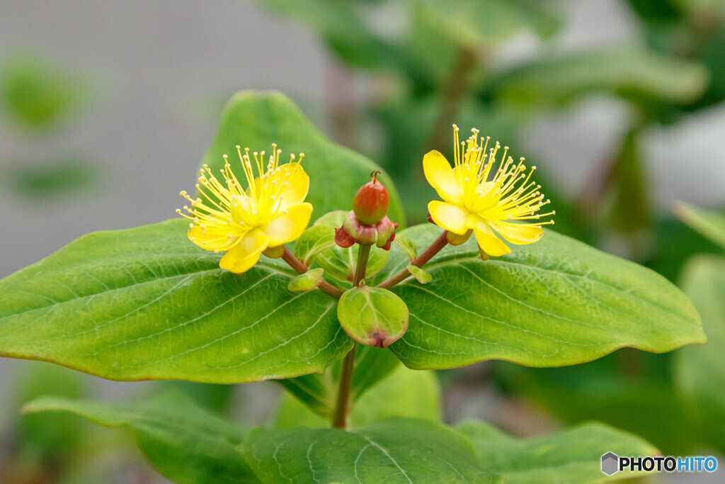 庭の花49