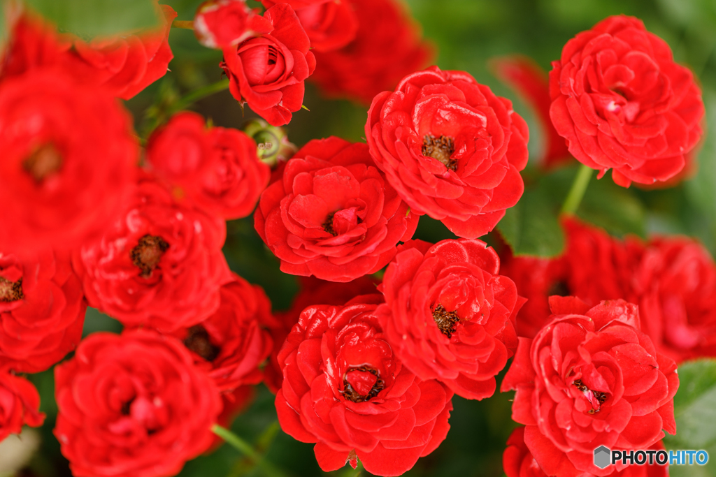 庭の花33