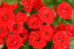 庭の花33