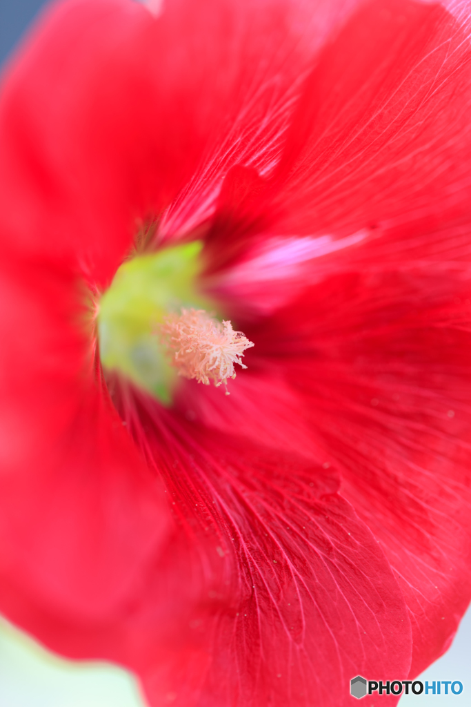 紅い立葵