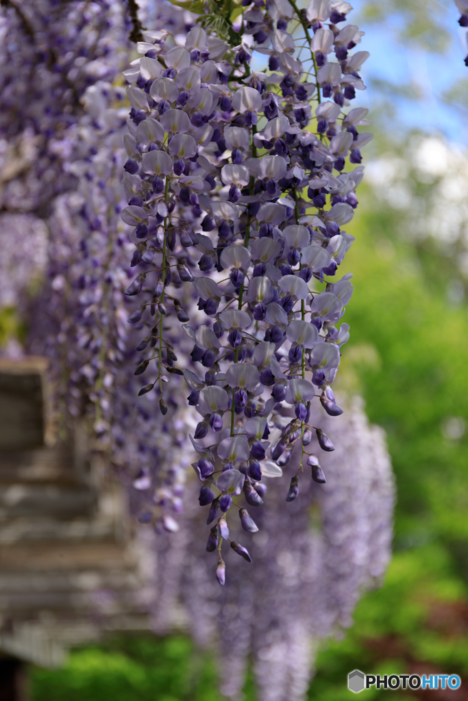 藤の花１
