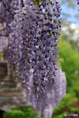 藤の花１