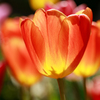 庭の花17