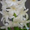 庭の花６