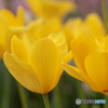 庭の花12