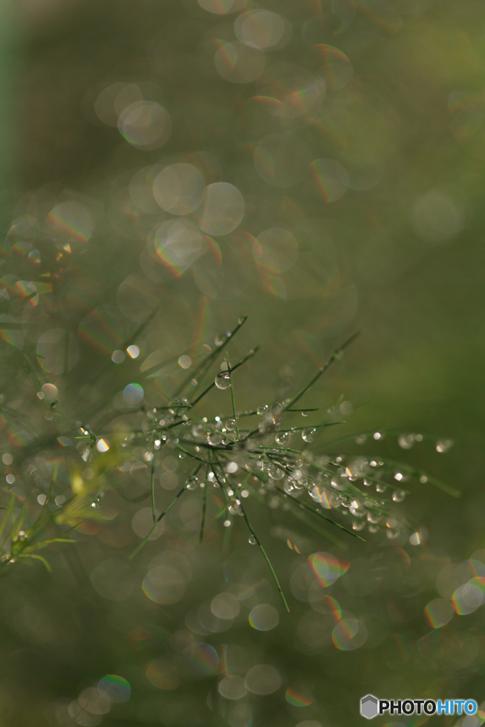 雨上がりⅡ