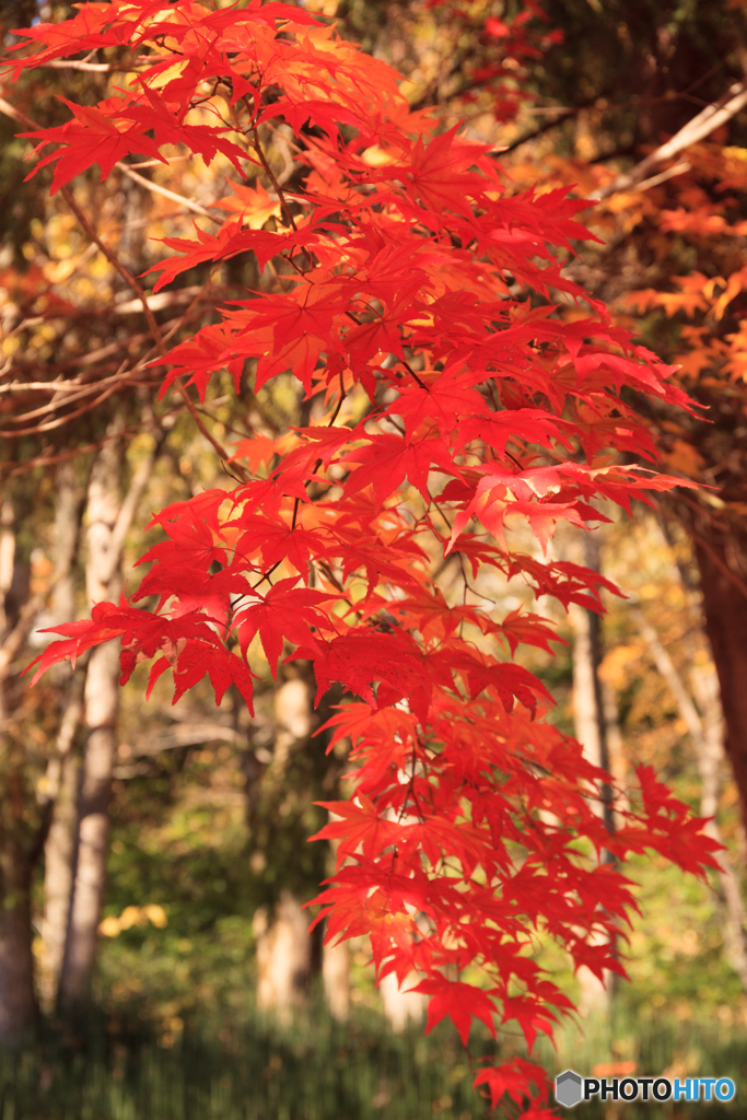 紅葉Ⅰ