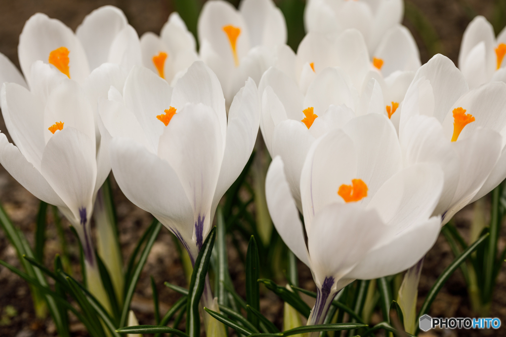 庭の花2022-03