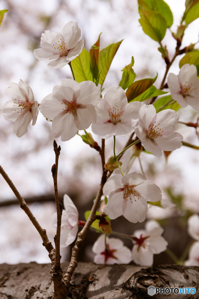 令和の桜４