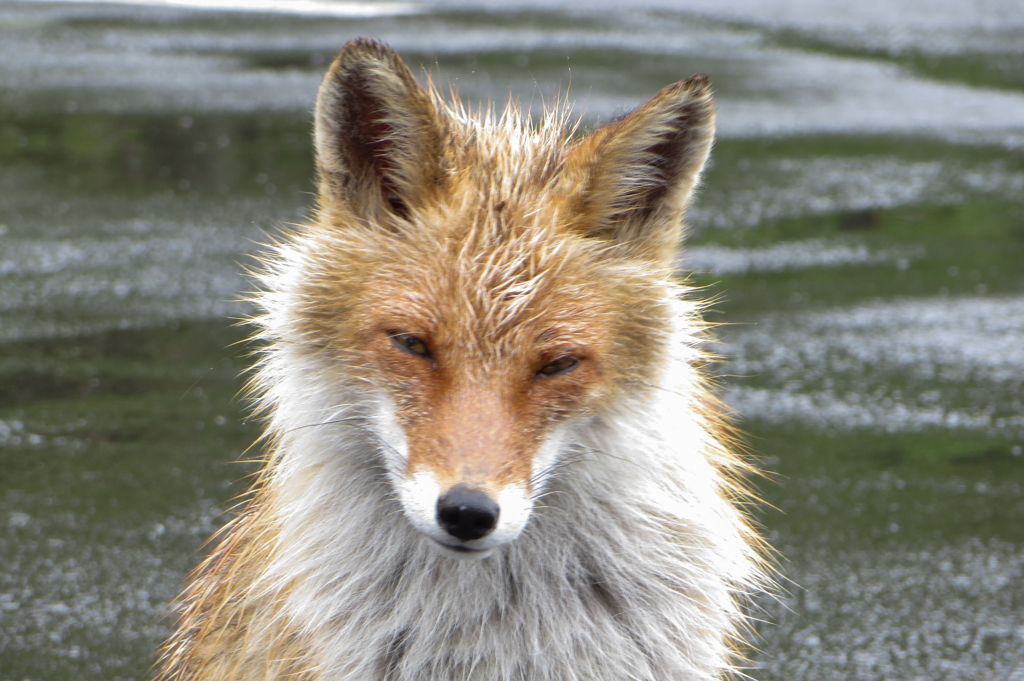 野生のキタキツネ