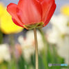 庭の花2023-14