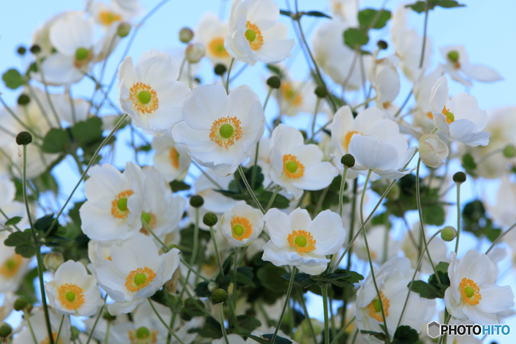 庭の花2023-45