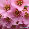 庭の花５