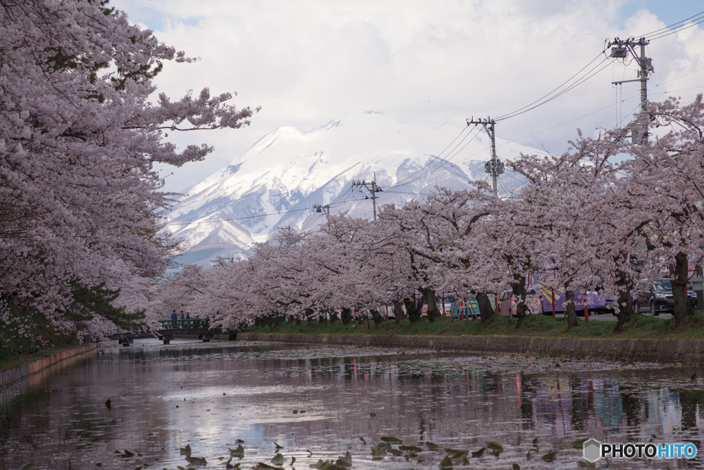 弘前城の桜Ⅴ