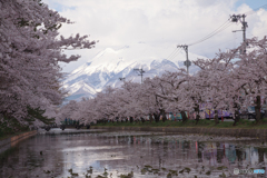 弘前城の桜Ⅴ