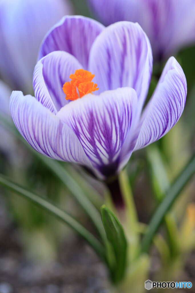 庭の花３