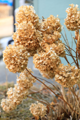 越冬紫陽花