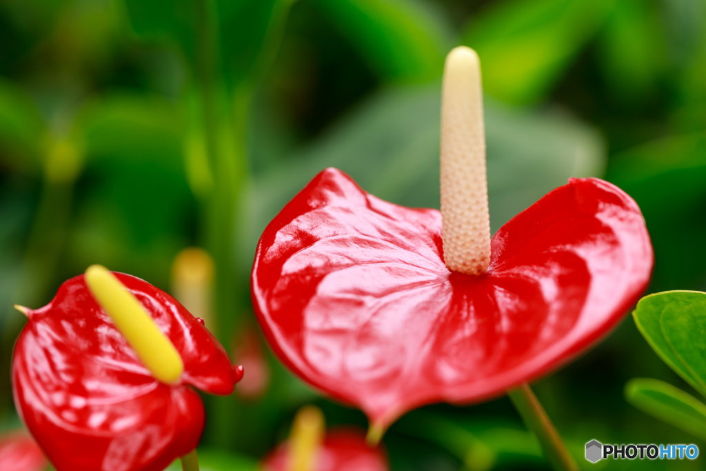 温室の花１