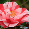 温室の花２