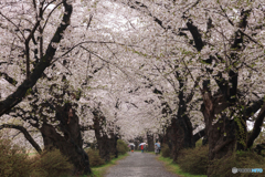 北上展勝地の桜Ⅰ