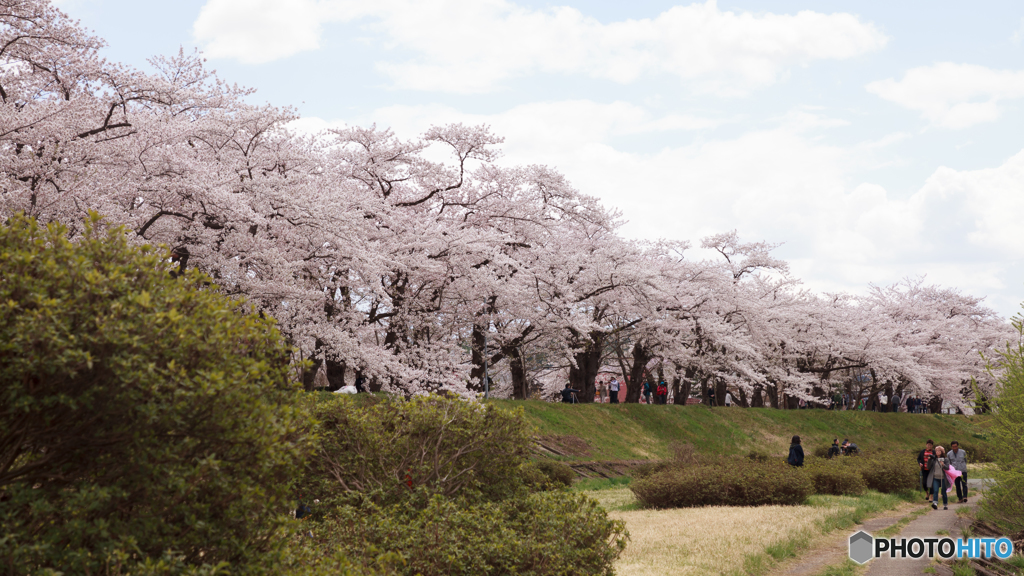 角館の桜Ⅱ