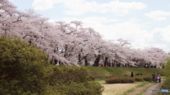 角館の桜Ⅱ