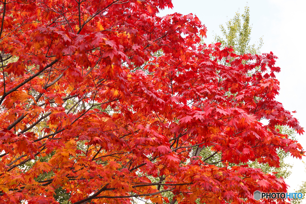 紅葉Ⅴ