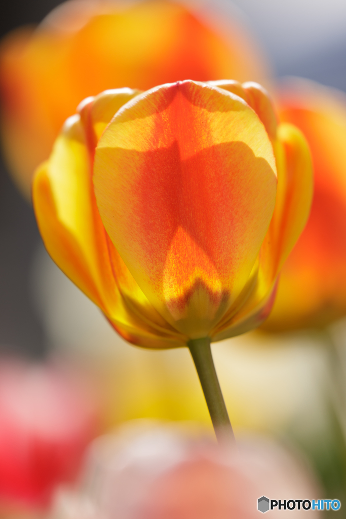 庭の花８
