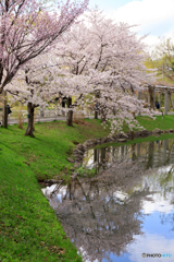 令和の桜１