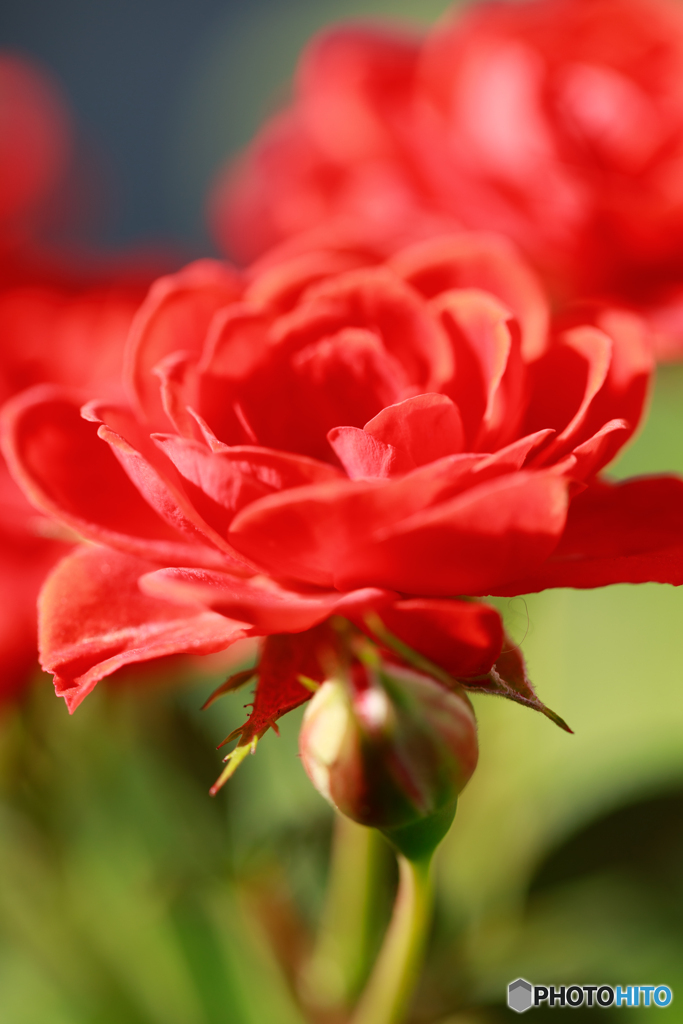 庭の花34