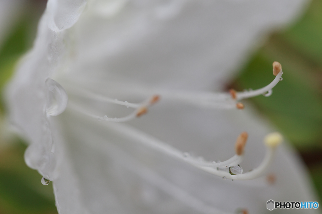 雨上がりのつつじ1
