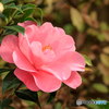温室の花８