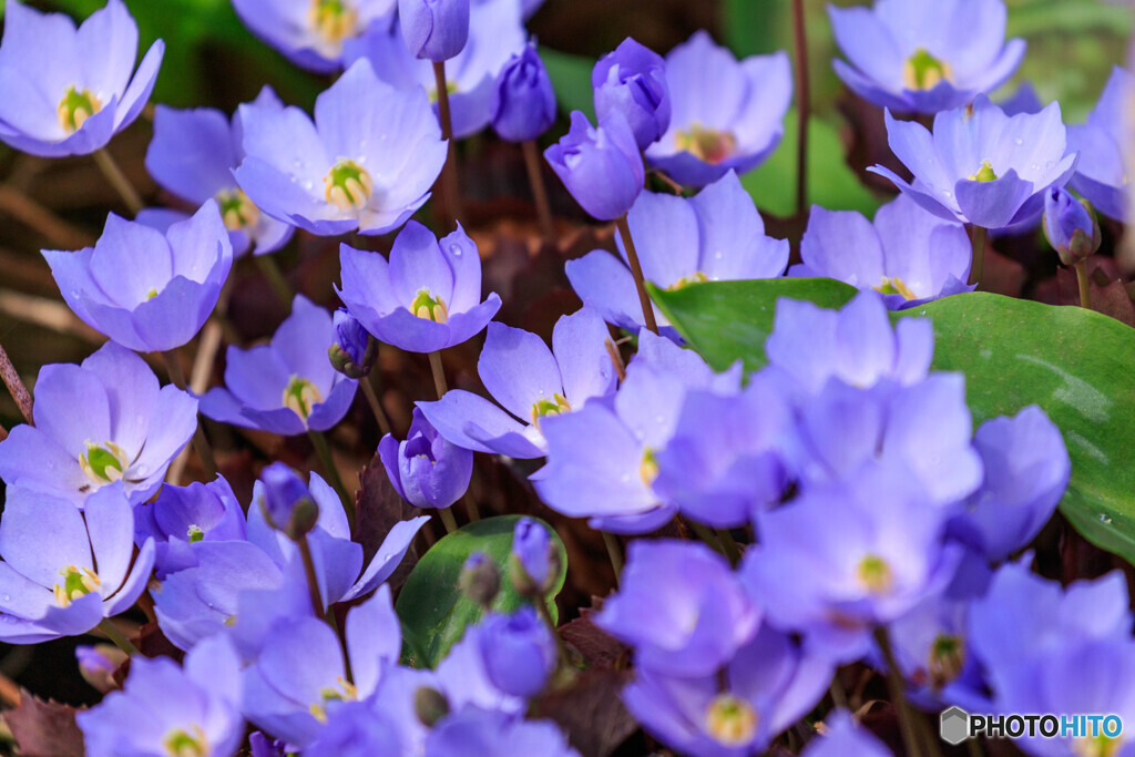 公園の花１