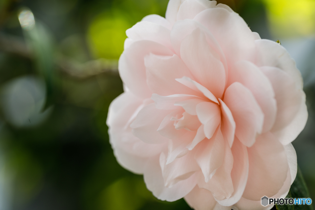 温室の花Ⅲ