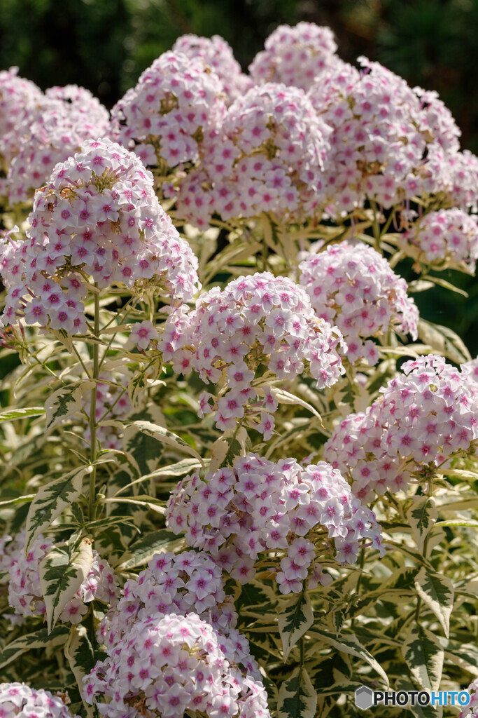 百合が原公園の花