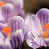 庭の花３