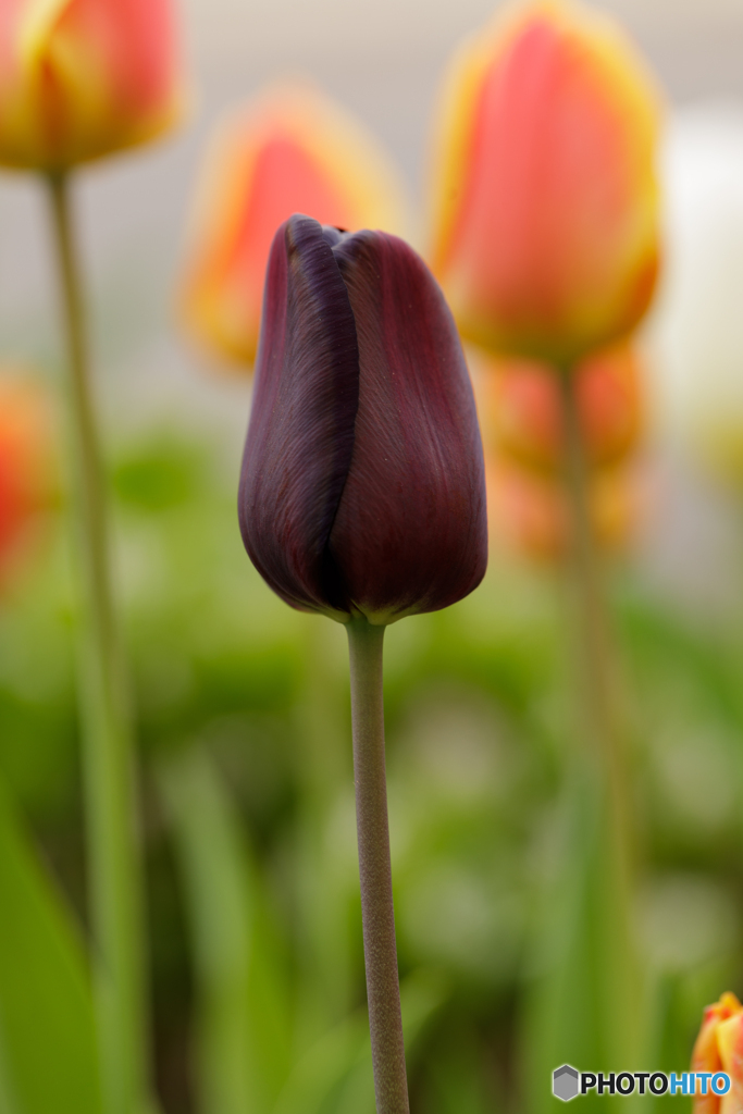 庭の花15