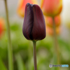 庭の花15