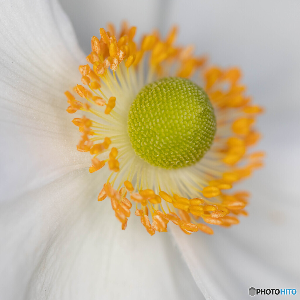 庭の花2024-34