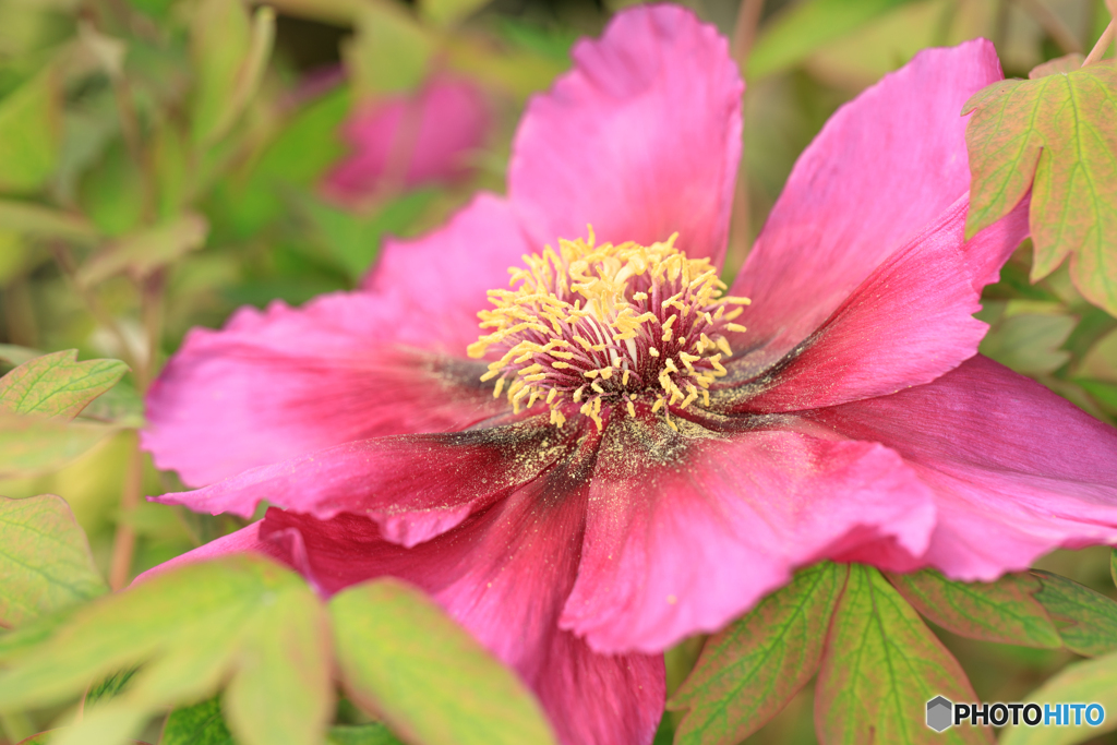 温室の花17