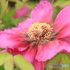 温室の花17
