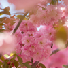 八重桜3