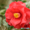 温室の花９